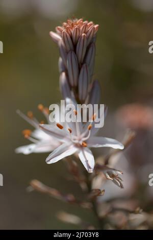 Flora von Gran Canaria - Asphodelus ramosus, verzweigter Asphodel, blumiger Hintergrund Stockfoto