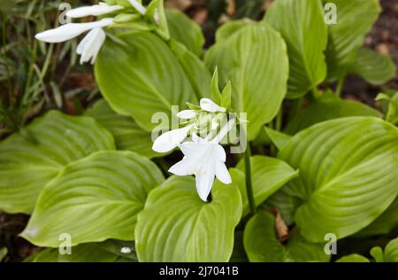 Die blühende Hosta sträucht sich. Hosta - eine Zierpflanze für die Landschaftsgestaltung von Park und Garten. Familienname Asparagaceae, Wissenschaftlicher Name Hosta planta Stockfoto