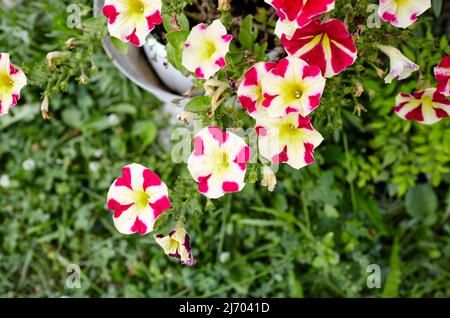 Petunia, rote weiße Petunien im Topf. Familienname Solanaceae,Wissenschaftlicher Name Petunia hybrida Stockfoto