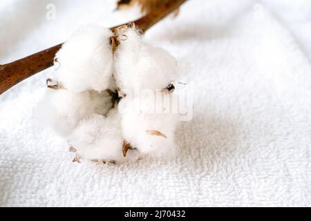 Nahaufnahme einer Pflanze aus natürlicher Baumwolle auf einem weißen, weichen Handtuch Stockfoto
