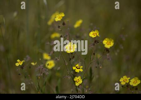 Flora von Gran Canaria - Tuberaria guttata, die gefleckte Felsenrose oder die jährliche Felsenrose mit natürlichem makrofloralem Hintergrund Stockfoto