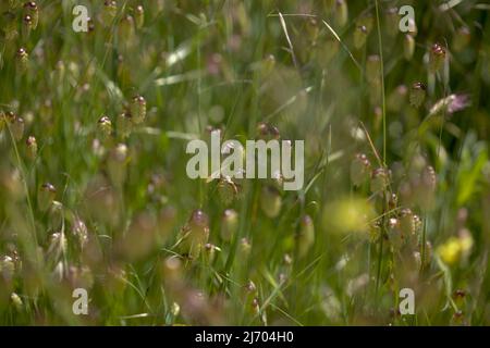 Flora von Gran Canaria - Briza maxima, größere quaking-Gras natürlichen Makro-floralen Hintergrund Stockfoto