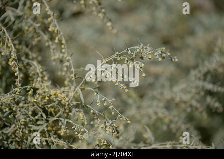 Flora von Gran Canaria - Artemisia thuscula, aufgrund seiner hocharomatischen Eigenschaften lokal als Weihrauch bezeichnet, natürlicher makrorlümiger Hintergrund Stockfoto