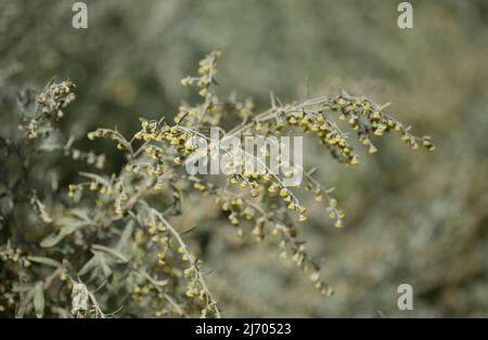 Flora von Gran Canaria - Artemisia thuscula, aufgrund seiner hocharomatischen Eigenschaften lokal als Weihrauch bezeichnet, natürlicher makrorlümiger Hintergrund Stockfoto