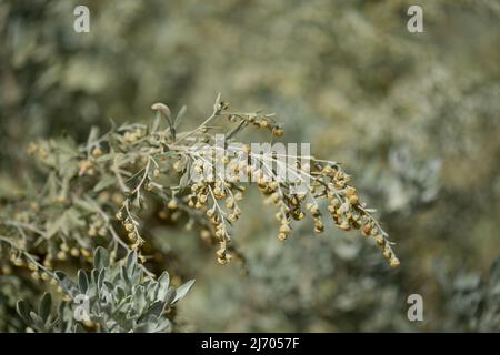 Flora von Gran Canaria - Artemisia thuscula, aufgrund seiner hocharomatischen Eigenschaften lokal als Weihrauch bezeichnet, natürlicher makrorlümiger Hintergrund Stockfoto