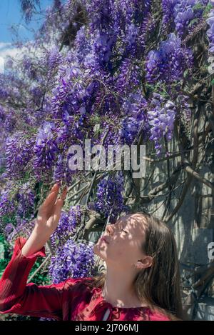 Die hübsche junge Frau steht neben der Glyzinie. Mädchen genießen Frühling Zeit. Outfit für den Frühling. Stockfoto