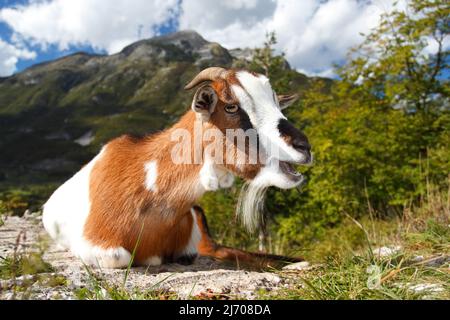 Junge Ziege liegt entspannt in den Bergen des Triglav Nationalparks, Slowenien Stockfoto