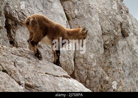 Steinbock - Capra Steinbock - Baby in den Bergen des Triglav Nationalparks, Slowenien Stockfoto