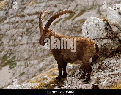 König der Berge - Steinbock - Steinbock. Die Julischen Alpen, Nationalpark Triglav, Slowenien, Europa. Stockfoto