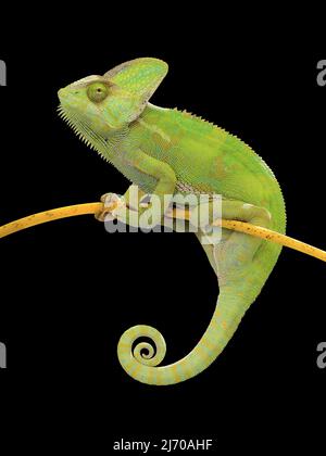 Chameleon klettert auf Ast auf isoliertem schwarzem Hintergrund. Weibliches Chamäleon mit gerolltem Schwanz und Blick nach vorne. Stockfoto