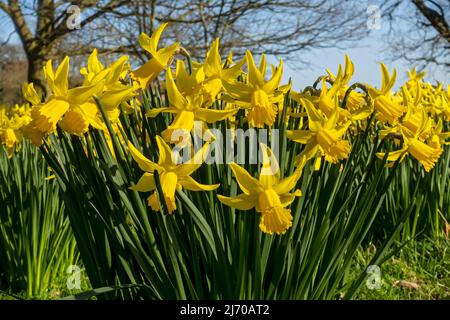 Nahaufnahme von gelben Narzissen Narcissi-Blumen blühende Narzissen, die im Frühjahr in einem Garten wachsen England Vereinigtes Königreich GB Großbritannien Stockfoto