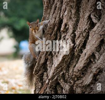 Eichhörnchen in Turin Stockfoto