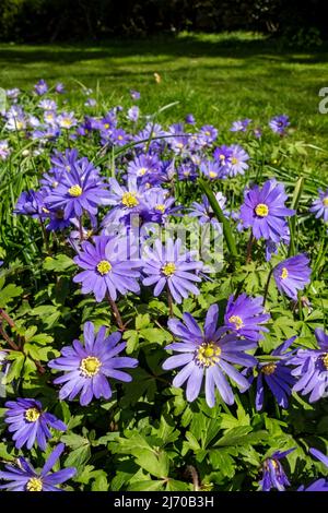 Nahaufnahme von ranunculaceae blaue Anemone blanda Winter Windflower Holz Anemone Blume Blüten in einem Garten Frühling England Großbritannien Stockfoto