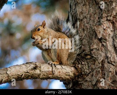 Eichhörnchen in Turin Stockfoto