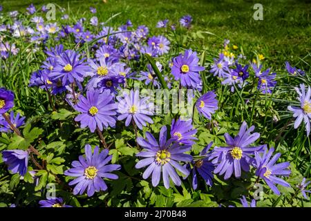 Nahaufnahme von ranunculaceae blaue Anemone blanda Winter Windflower Holz Anemone Blume Blüten in einem Garten Frühling England Großbritannien Stockfoto