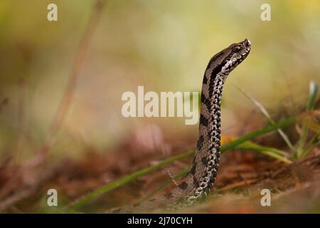 Schöne männliche gewöhnliche europäische Adder, die ihren Kopf im Wald hebt - Vipera berus Stockfoto