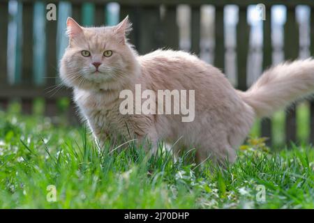 Eine flauschige Katze mit einer ungewöhnlichen Farbe streift im Hof. Stockfoto