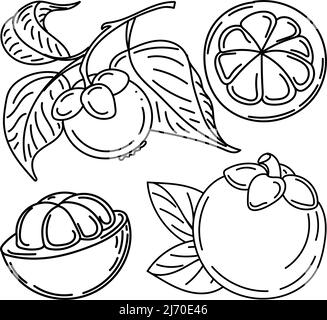 Set aus Mangostan-Früchten und -Blättern, handgezeichnete Doodle-Elemente im Sketch-Stil. Exotische Früchte. Thailand. Vektorgrafik Stock Vektor