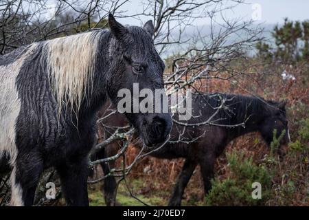 Nasse Bodmin Ponys grasen auf den Bracken bei kälterem Wetter auf den wilden Goonzion Downs auf Bodmin Moor in Cornwall. Stockfoto