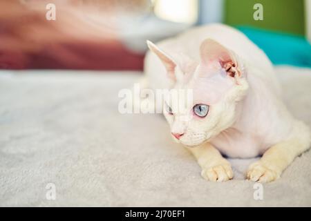 Sphynx Devon Rex aus der Nähe. Porträt eines Haustiers. Stockfoto