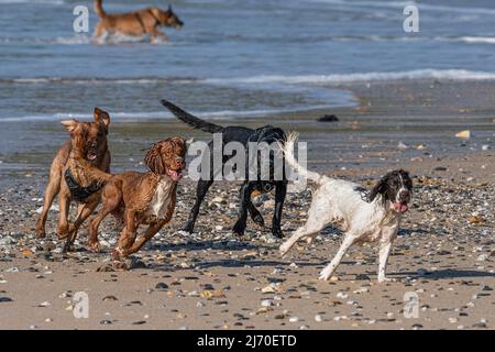 Hunde, die die Freiheit genießen, am Fistral Beach in Newquay in Cornwall in Großbritannien vor der Bleileine zu laufen. Stockfoto