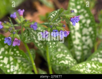 Lungenkraut Pulmonaria, officinalis ist eine wichtige Heil- und Heilpflanze mit blauen Blüten. Stockfoto