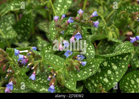 Lungenkraut Pulmonaria, officinalis ist eine wichtige Heil- und Heilpflanze mit blauen Blüten. Stockfoto