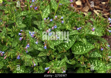 Lungenkraut Pulmonaria, officinalis ist eine wichtige Heil- und Heilpflanze mit blauen Blüten. Stockfoto