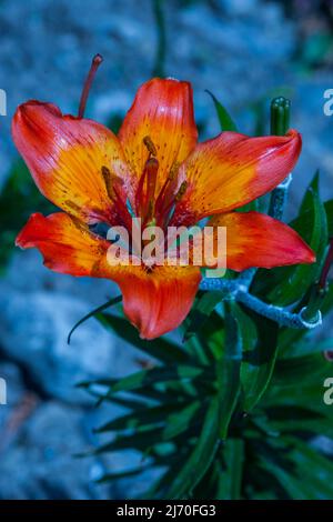 Lilium bulbiferum (Familie: Liliengewächse. Westalpen). Gewöhnliche Namen: Orangene Lilie, Feuerlilie, Tigerlilie. Stockfoto