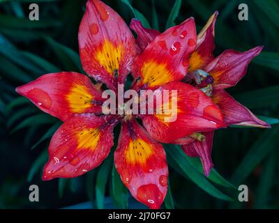 Lilium bulbiferum (Familie: Liliengewächse. Westalpen). Gewöhnliche Namen: Orangene Lilie, Feuerlilie, Tigerlilie. Stockfoto