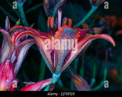 Lilium bulbiferum (Familie: Liliengewächse. Westalpen). Gewöhnliche Namen: Orangene Lilie, Feuerlilie, Tigerlilie. Stockfoto