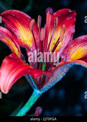 Lilium bulbiferum (Familie: Liliengewächse. Westalpen). Gewöhnliche Namen: Orangene Lilie, Feuerlilie, Tigerlilie. Stockfoto