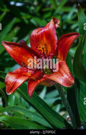 Lilium bulbiferum (Familie: Liliengewächse. Westalpen). Gewöhnliche Namen: Orangene Lilie, Feuerlilie, Tigerlilie. Stockfoto