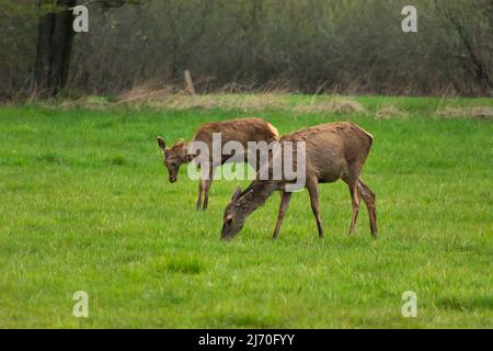 Zwei Rothirsche grasen auf einer Wiese Stockfoto