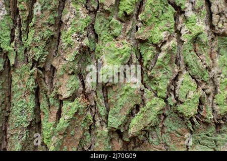 Baumrinde grün-braune Textur bei Nahaufnahme Stockfoto
