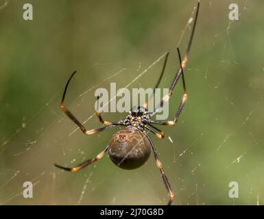 Unterseite der australischen, weiblichen Riesenspinne aus Goldener Orb-Weberspinne, nephila plumipes, im Netz. Geschwollen mit Eiern, gelben, schwarzen Beinen. Garden, Queensland Stockfoto