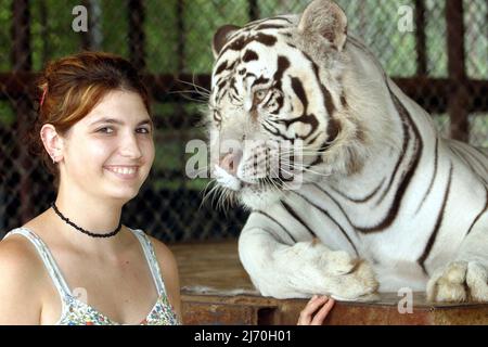 COLLEEN HOLDAR IST EHRENAMTLICH BEI IN-SYNC EXOTIC. KAIRO EIN WEISSER TIGER, DER ALS CUB VON VICKY KEAHEY IN IHREM GROSSEN CAT-HEILIGTUM IN TEXAS GERETTET WURDE. HINTERER TACOMA ALS CUB GERETTET. VICKY HAT ZUSAMMEN MIT FREIWILLIGEN DUTZENDE VON GROSSKATZEN VON PRIVATEN BESITZERN IM GANZEN STAAT GERETTET. ES WIRD GESCHÄTZT, DASS ES IN DEN USA MINDESTENS DOPPELT SO VIELE TIGER GIBT (MEHRHEITLICH IN DEN USA GEZÜCHTET) WIE DIE GESAMTE WILDPOPULATION DER WELT. PICTURE : GARY ROBERTS Stockfoto