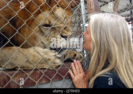 VICKY KEAHEY MIT MÄNNLICHEM LÖWEN. BEI IN-SYNC EXOTIC. VICKY HAT ZUSAMMEN MIT FREIWILLIGEN DUTZENDE VON GROSSKATZEN VON PRIVATEN BESITZERN IM GANZEN STAAT GERETTET. ES WIRD GESCHÄTZT, DASS ES IN DEN USA MINDESTENS DOPPELT SO VIELE TIGER GIBT (MEHRHEITLICH IN DEN USA GEZÜCHTET) WIE DIE GESAMTE WILDPOPULATION DER WELT. PICTURE : GARY ROBERTS Stockfoto