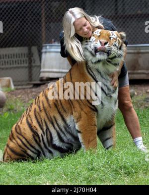 VICKY KEAHEY IM OUTDOOR TIGER AREA. VICKY HAT ZUSAMMEN MIT FREIWILLIGEN DUTZENDE VON GROSSKATZEN VON PRIVATEN BESITZERN IM GANZEN STAAT GERETTET. ES WIRD GESCHÄTZT, DASS ES IN DEN USA MINDESTENS DOPPELT SO VIELE TIGER GIBT (MEHRHEITLICH IN DEN USA GEZÜCHTET) WIE DIE GESAMTE WILDPOPULATION DER WELT. PICTURE : GARY ROBERTS VICKY KEAHEY AUF DEM OUTDOOR TIGER AREA. VICKY HAT ZUSAMMEN MIT FREIWILLIGEN DUTZENDE VON GROSSKATZEN VON PRIVATEN BESITZERN IM GANZEN STAAT GERETTET. ES WIRD GESCHÄTZT, DASS IN DEN USA MINDESTENS DOPPELT SO VIELE TIGER GEFANGEN SIND (MEHRHEITLICH IN DEN USA GEZÜCHTET) WIE DER GESAMTE WILDE POP Stockfoto