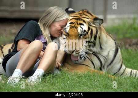 VICKY KEAHEY IM OUTDOOR TIGER AREA. VICKY HAT ZUSAMMEN MIT FREIWILLIGEN DUTZENDE VON GROSSKATZEN VON PRIVATEN BESITZERN IM GANZEN STAAT GERETTET. ES WIRD GESCHÄTZT, DASS ES IN DEN USA MINDESTENS DOPPELT SO VIELE TIGER GIBT (MEHRHEITLICH IN DEN USA GEZÜCHTET) WIE DIE GESAMTE WILDPOPULATION DER WELT. PICTURE : GARY ROBERTS VICKY MIT SAMU, DIE SIE ALS JUNGE KÄTZIN GERETTET HAT (SIEHE SAMMELBILD) VICKY KEAHEY IM OUTDOOR TIGER AREA. VICKY HAT ZUSAMMEN MIT FREIWILLIGEN DUTZENDE VON GROSSKATZEN VON PRIVATEN BESITZERN IM GANZEN STAAT GERETTET. ES WIRD GESCHÄTZT, DASS ES MINDESTENS DOPPELT SO VIELE TIGER GIBT Stockfoto