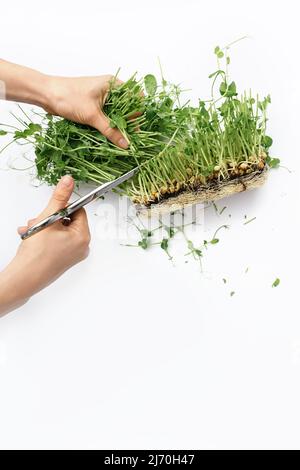 Weibliche Hände schneiden mit einer Metallschere auf weißem Hintergrund Sprossen aus grünen mikrogrünen Erbsen aus Samen und Wurzeln. Das Konzept der veganen und gesunden Ernährung. Gekeimte Samen von Mikrogras. Speicherplatz Kopieren. Stockfoto