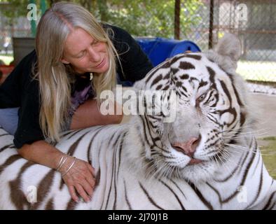 KAIRO EIN WEISSER TIGER, DER VON VICKY KEAHEY ALS CUB IN IHREM GROSSEN CAT-HEILIGTUM IN TEXAS GERETTET WURDE. VICKY (IM BILD) HAT ZUSAMMEN MIT FREIWILLIGEN DUTZENDE VON GROSSKATZEN VON PRIVATEN BESITZERN IM GANZEN STAAT GERETTET. ES WIRD GESCHÄTZT, DASS ES IN DEN USA MINDESTENS DOPPELT SO VIELE TIGER GIBT (MEHRHEITLICH IN DEN USA GEZÜCHTET) WIE DIE GESAMTE WILDPOPULATION DER WELT. PICTURE : GARY ROBERTS Stockfoto