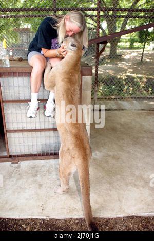 VICKY KEAHEY BEI IN-SYNC EXOTIC. SUSAN HAT ZUSAMMEN MIT FREIWILLIGEN DUTZENDE VON GROSSKATZEN VON PRIVATEN BESITZERN IM GANZEN STAAT GERETTET. ES WIRD GESCHÄTZT, DASS ES IN DEN USA MINDESTENS DOPPELT SO VIELE TIGER GIBT (MEHRHEITLICH IN DEN USA GEZÜCHTET) WIE DIE GESAMTE WILDPOPULATION DER WELT. PICTURE : GARY ROBERTS Stockfoto