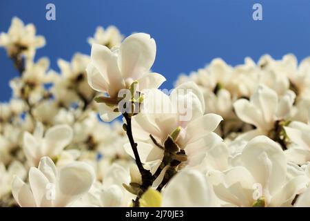 Niedriger Winkel der weißen Magnolienblüten in der Blüte vor einem klaren blauen Himmel (Parc de Laeken, Brüssel, Belgien) Stockfoto