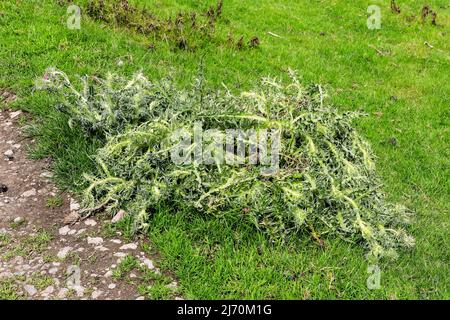 Creeping Thistle oder Field Thistle (Cirsium arvense), das nach dem Versprühen mit Unkrautvernichtungsmittel stirbt, Derbyshire, England, Großbritannien Stockfoto