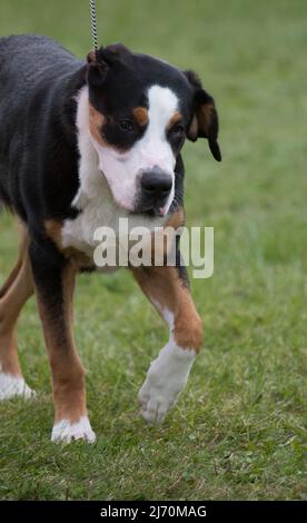 Großer Schweizer Berghund auf dem Gras spazieren Stockfoto