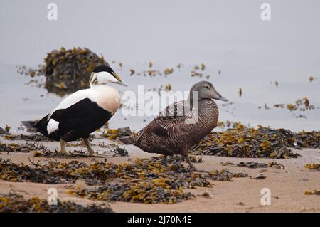 Ein Paar gemeiner Eder, somateria mollissima, Kuschelente, Schottland, Großbritannien Stockfoto