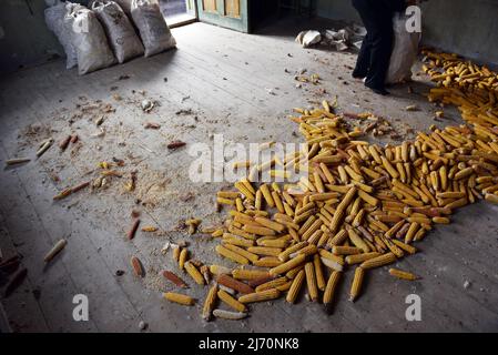 Maiskolben auf Holzboden in einem schmutzigen verlassenen Bauernhaus Stockfoto