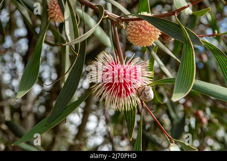 Hakea laurina, Nadelkissen Hakea im Serendip Sanctuary Stockfoto