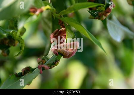 Kranke Pfirsichbaumblätter, landwirtschaftliches Konzept, Obstbaumkrankheiten Stockfoto